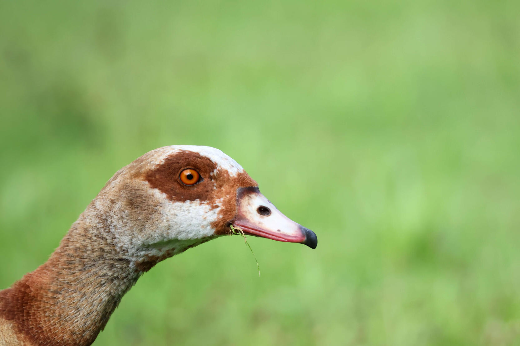 Egyptian Goose