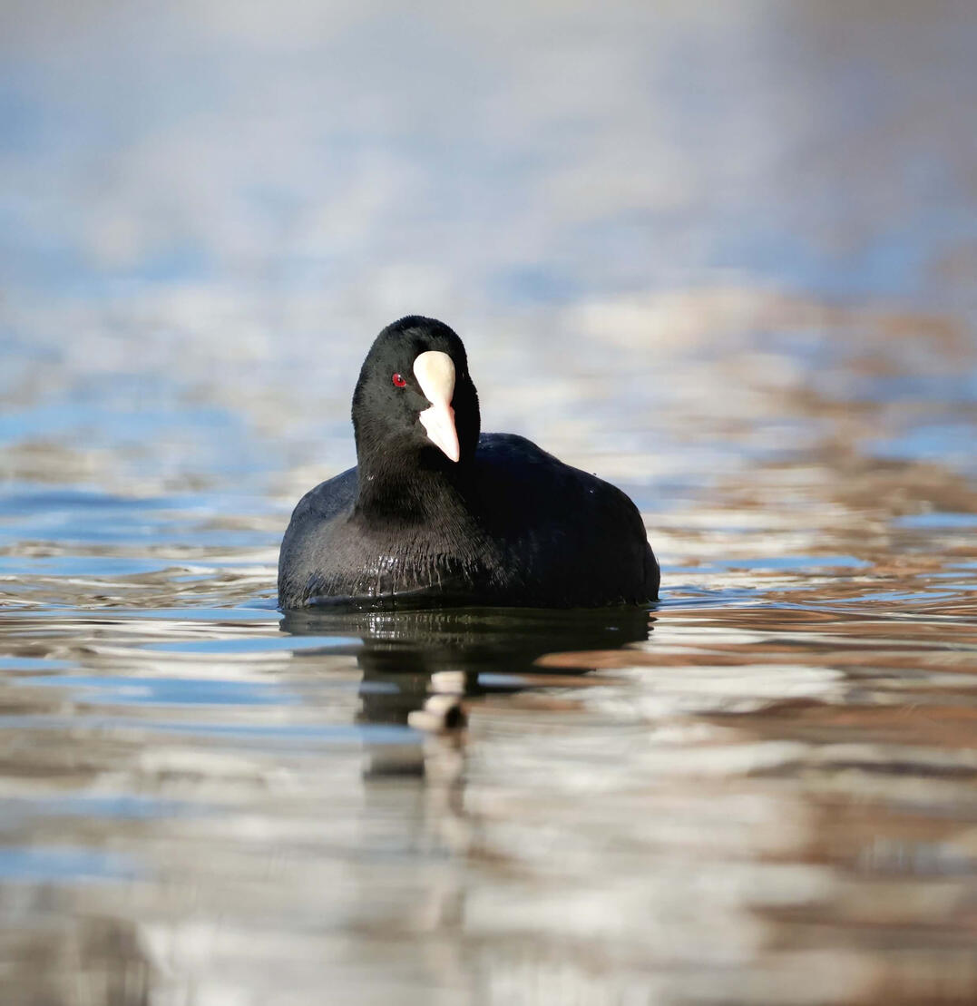 Eurasian Coot