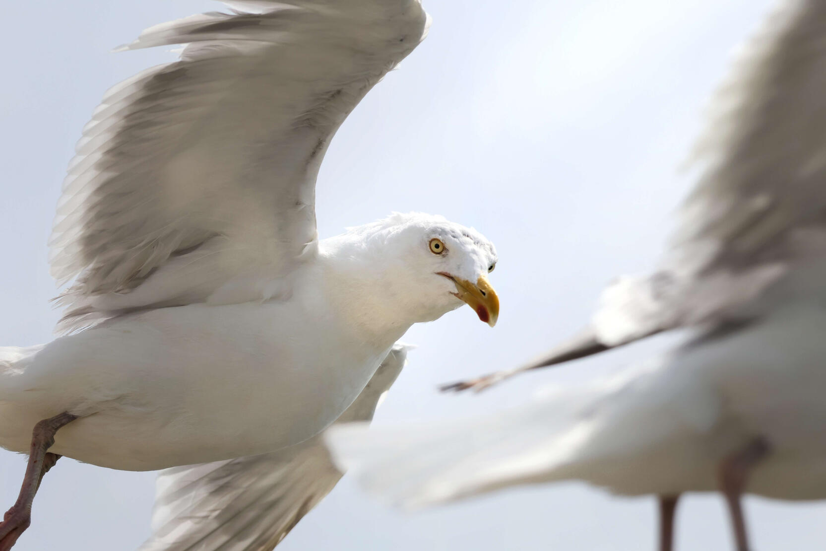 European Herring Gull