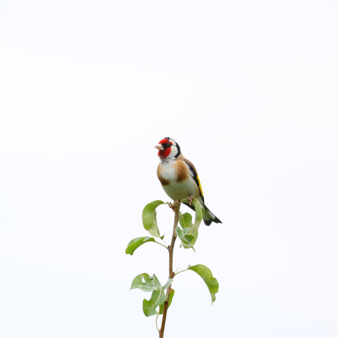 European Goldfinch