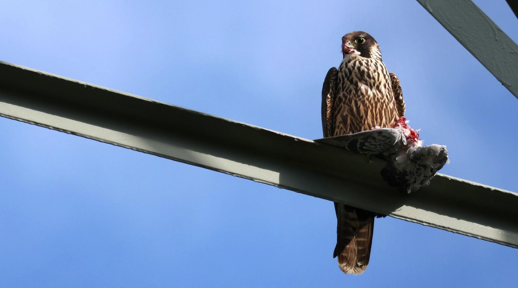 Eurasian Hobby/Peregrine Falcon