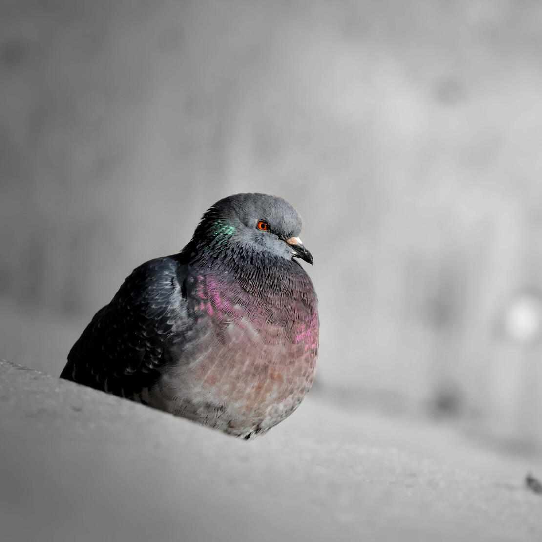 Rock Pigeon
