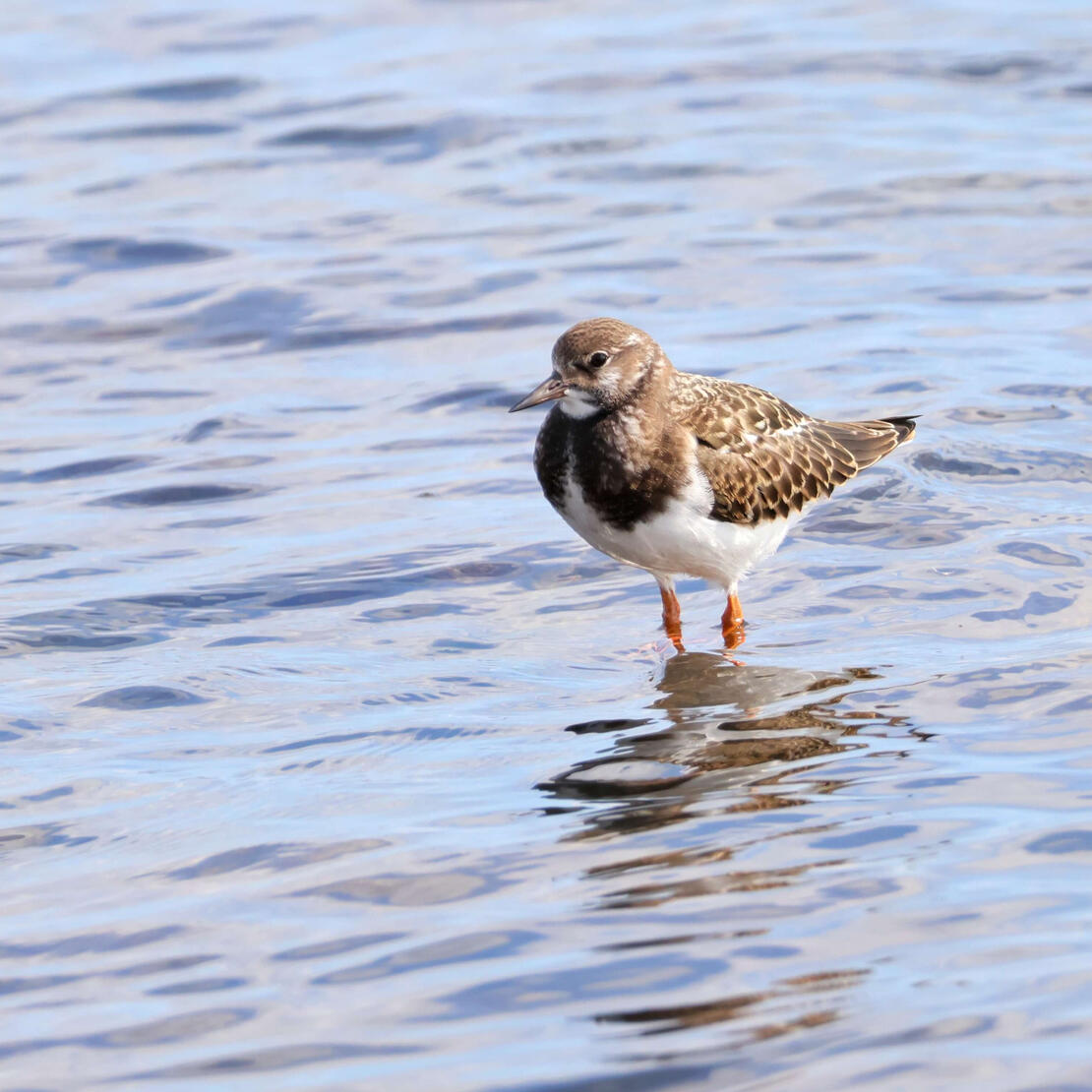 Ruddy Turnstone