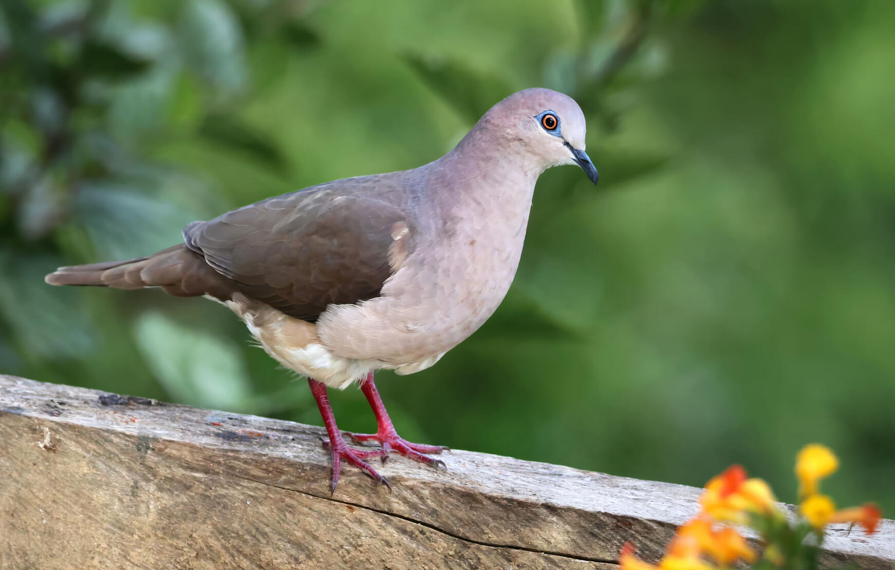 White-tipped Dove