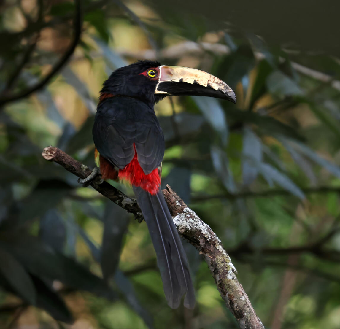 Collared Aracari
