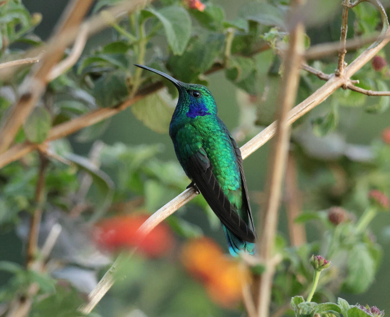 Lesser Violetear