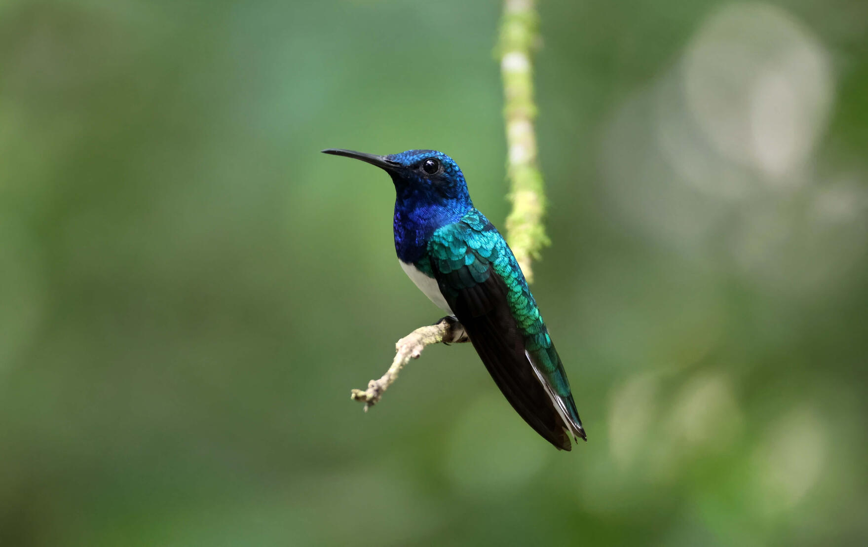 White-necked Jacobin
