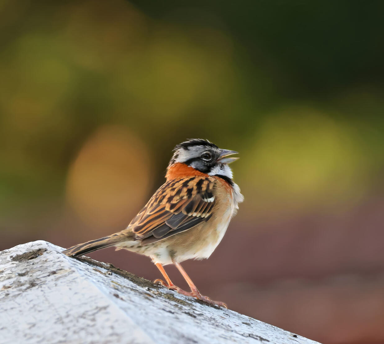 Rufous-collared Sparrow