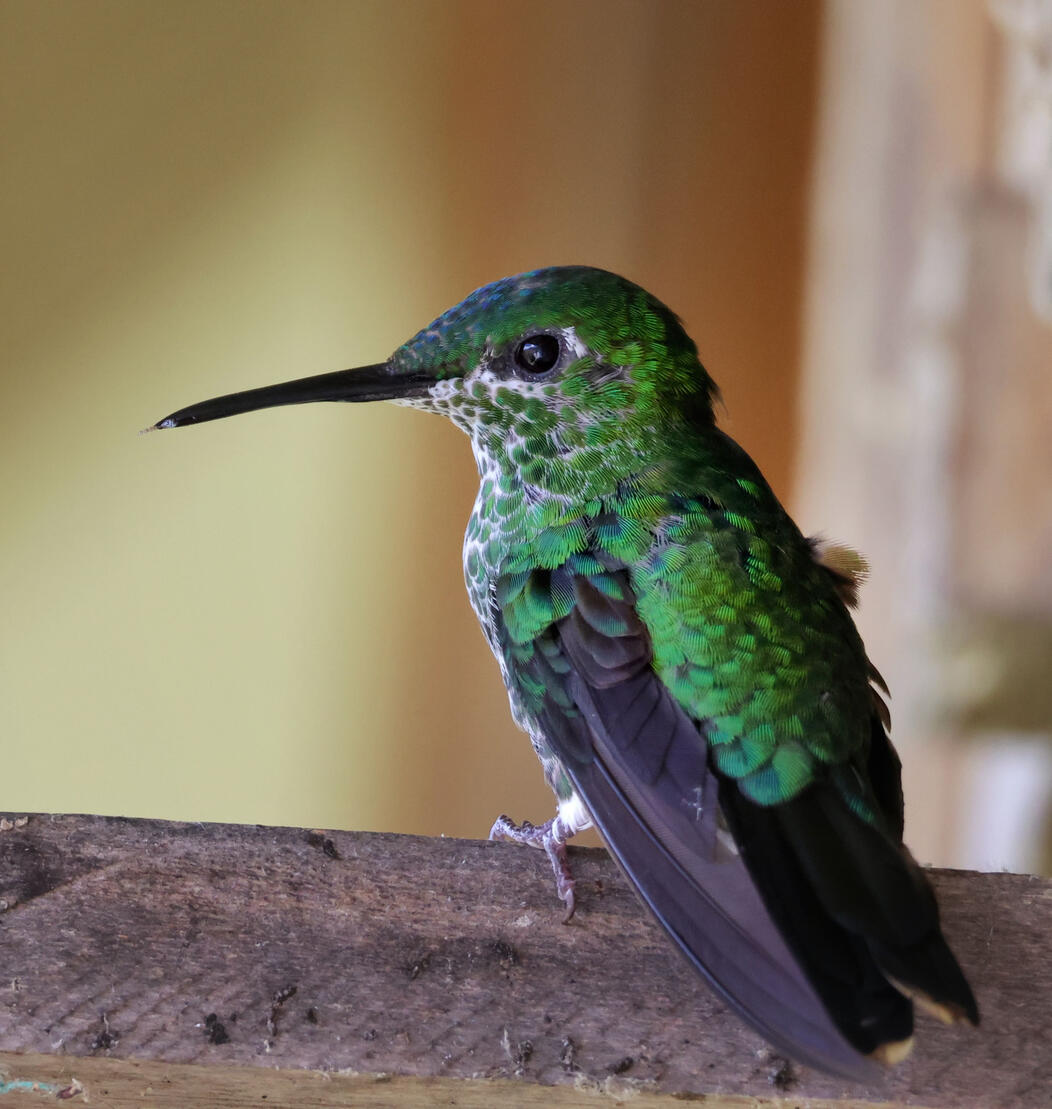 Green-crowned Brilliant