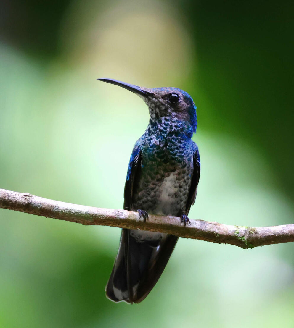 White-necked Jacobin