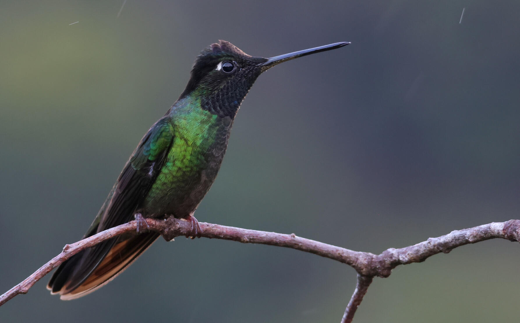 Talamanca Hummingbird