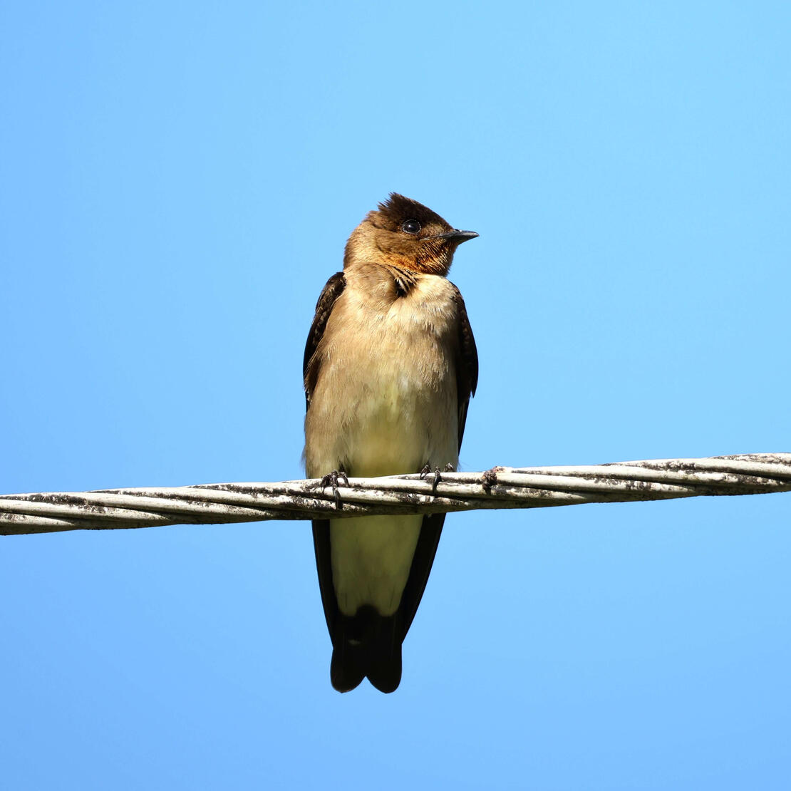 Southern Rough-winged Swallow