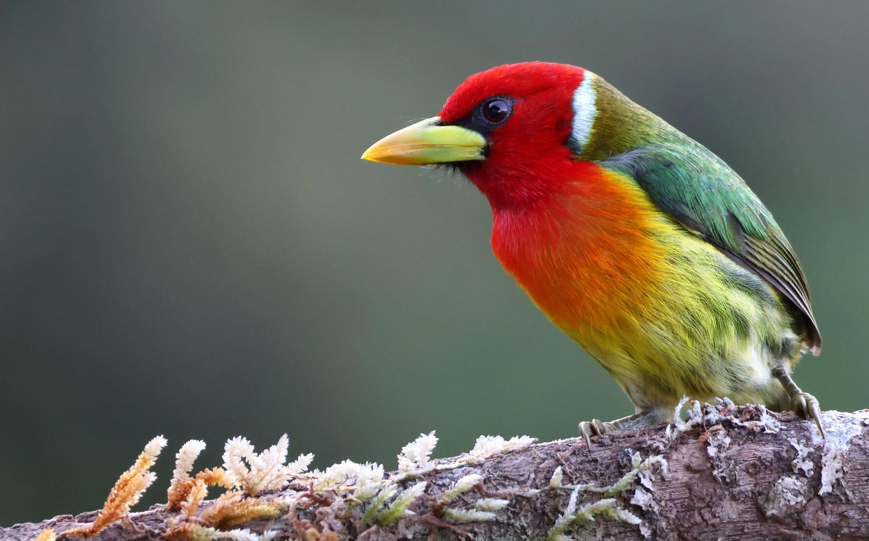 Red-headed Barbet