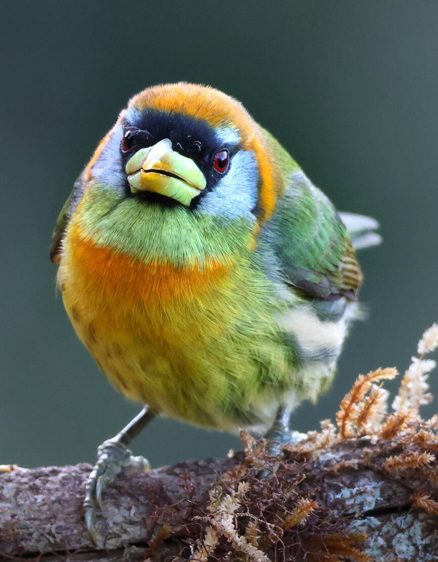 Red-headed Barbet