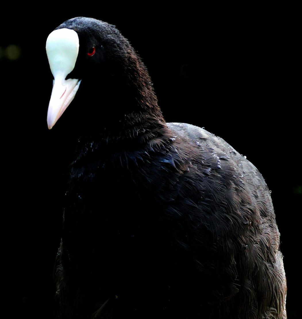 Eurasian Coot