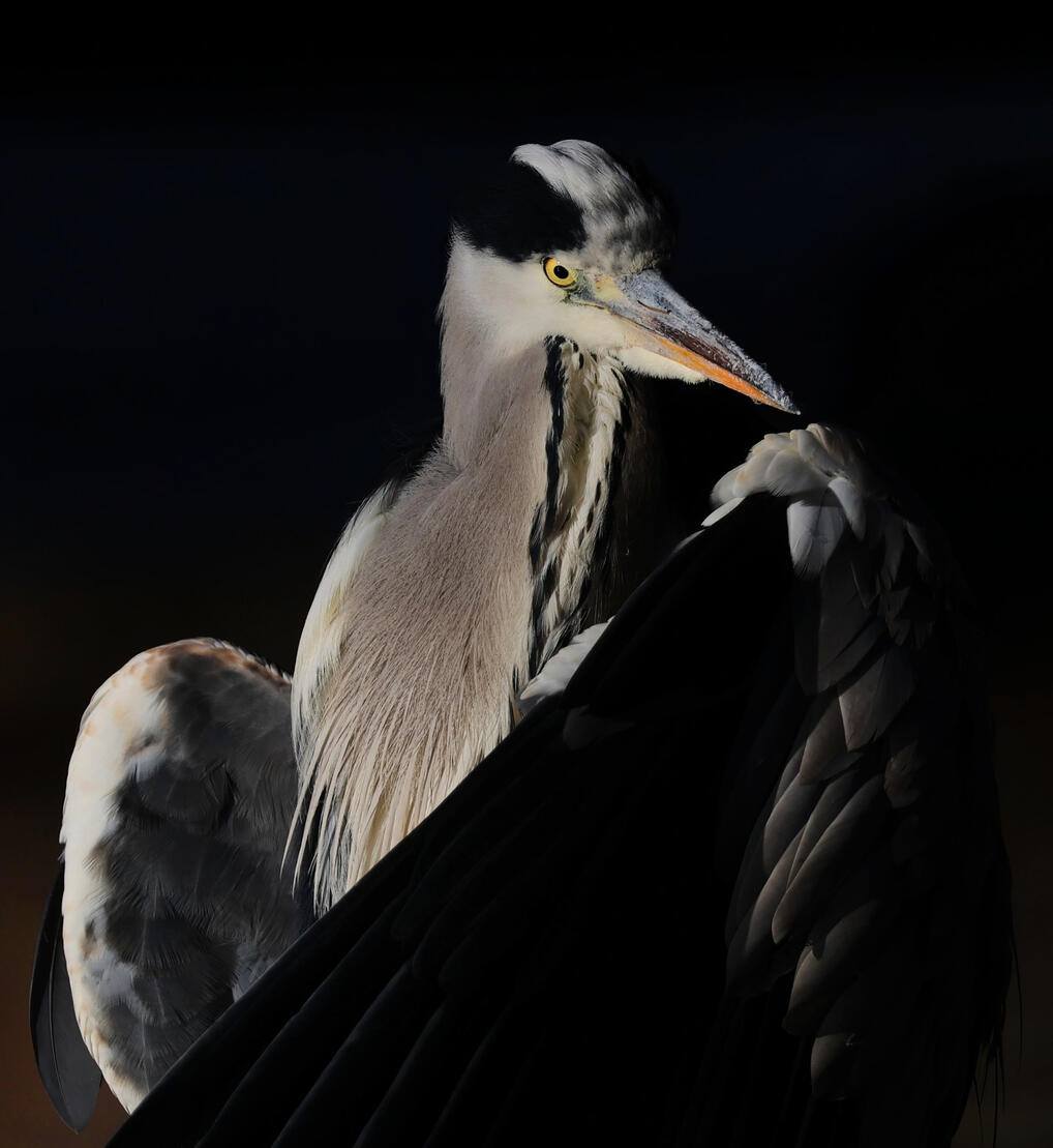 Gray Heron