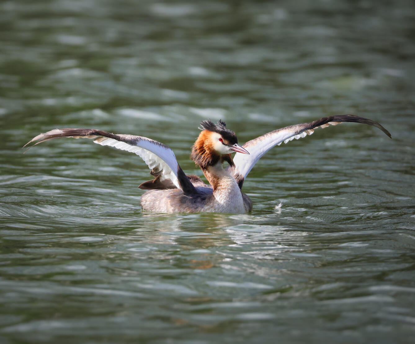 Great Crested Grebe