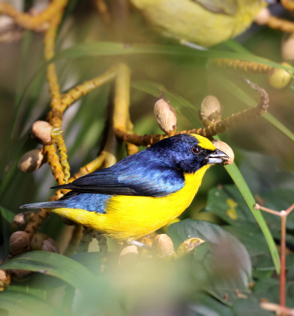 Thick-billed Euphonia