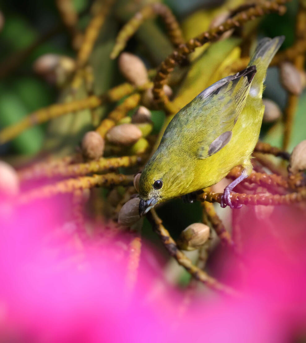 Thick-billed Euphonia