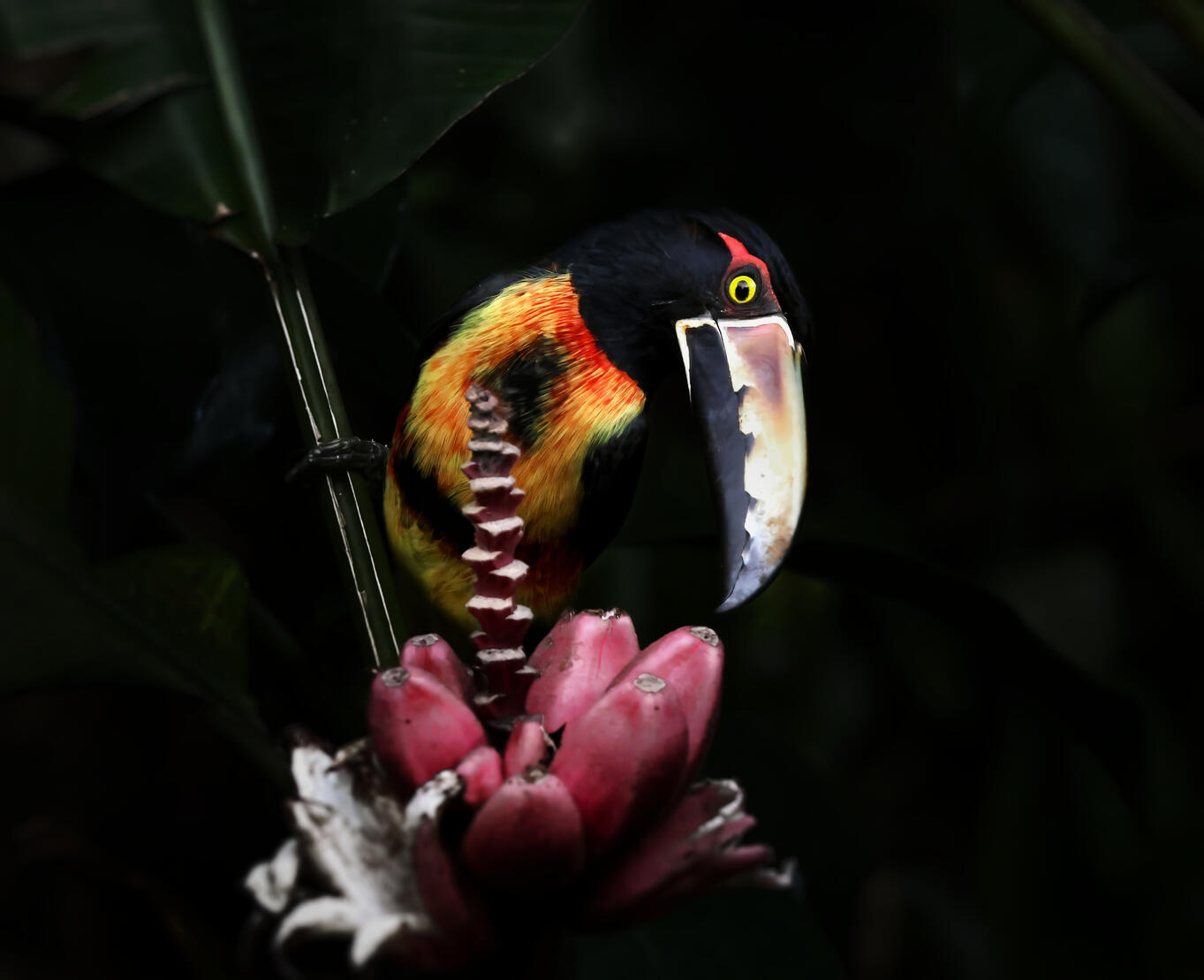 Collared Aracari