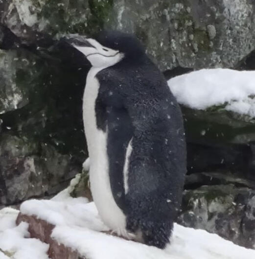 Chinstrap penguin